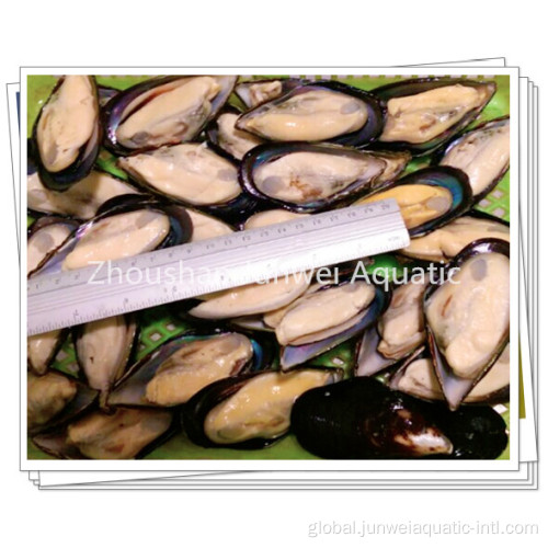 Fresh Frozen Half Shell Mussel frozen half shell mussel Manufactory